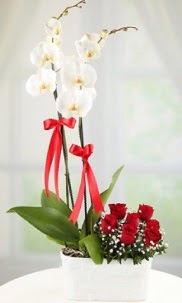 2 dall beyaz orkide ve 7 krmz gl Kzlcahamam iek online iek siparii 