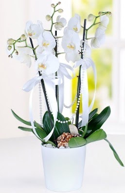 3 dall beyaz orkide Kzlcahamam cicek , cicekci 