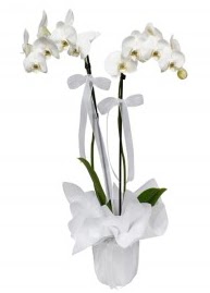 2 dall beyaz orkide Ankara Kzlcahamam iek siparii sitesi 