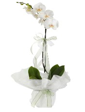 1 dal beyaz orkide iei Ankara Kzlcahamam iek sat online ieki , iek siparii 
