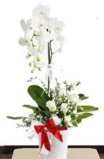 Tek dall beyaz orkide 5 beyaz gl Kzlcahamam ankara iek maazas , ieki adresleri 