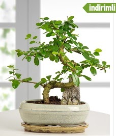 S eklinde ithal gerek bonsai japon aac Ankara Kzlcahamam kaliteli taze ve ucuz iekler 