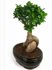 Bonsai saks bitkisi japon aac Kzlcahamam ankara iek maazas , ieki adresleri 