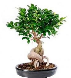 Bonsai Japon aac saks bitkisi Kzlcahamam ankara iek siparii iek gnderme 