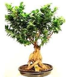 Bonsai Japon aac saks bitkisi Kzlcahamam ankara iek maazas , ieki adresleri 