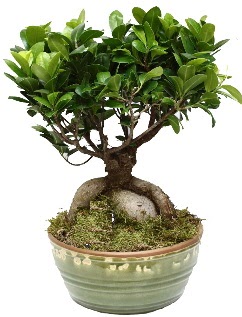 Japon aac bonsai saks bitkisi Kzlcahamam iek siparii vermek 