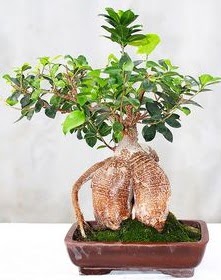 Japon aac bonsai saks bitkisi Kzlcahamam Ankara hediye sevgilime hediye iek 