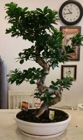 100 cm yksekliinde dev bonsai japon aac Kzlcahamam iek siparii vermek 