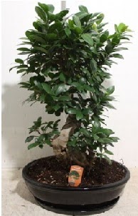 75 CM Ginseng bonsai Japon aac Kzlcahamam iek online iek siparii 