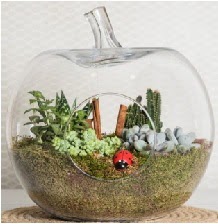 Elma terrarium orta boy 4 kakts Kzlcahamam ankara iek maazas , ieki adresleri 