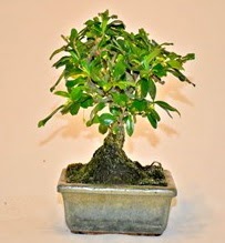Zelco bonsai saks bitkisi ankara ieki Kzlcahamam ucuz iek gnder 