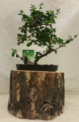 Doal ktk iinde bonsai japon aac Kzlcahamam iek siparii vermek 