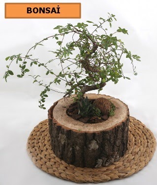 Doal aa ktk ierisinde bonsai bitkisi Ankara Kzlcahamam online iek gnderme sipari 