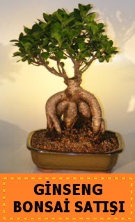 Ginseng bonsai sat japon aac Kzlcahamam ankara nternetten iek siparii 