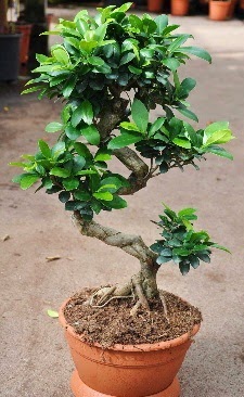Orta boy bonsai saks bitkisi Kzlcahamam ankara ieki telefonlar yurtii ve yurtd iek siparii 