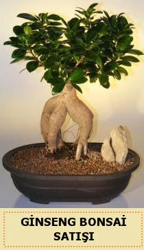 thal Ginseng bonsai sat japon aac Kzlcahamam ankara iek maazas , ieki adresleri 