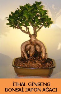 thal japon aac ginseng bonsai sat Kzlcahamam iek siparii vermek 