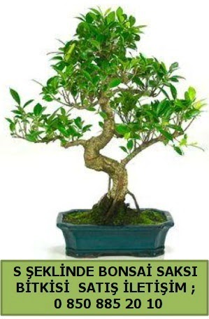thal S eklinde dal erilii bonsai sat Ankara Kzlcahamam cicekciler , cicek siparisi 
