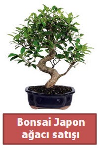 Japon aac bonsai sat Kzlcahamam ankara iek maazas , ieki adresleri 