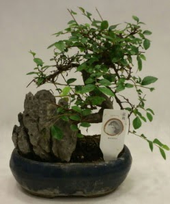 thal 1.ci kalite bonsai japon aac Ankara Kzlcahamam 14 ubat sevgililer gn iek 