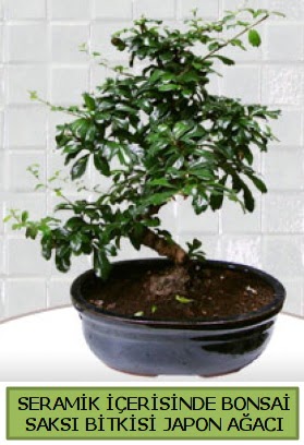 Seramik vazoda bonsai japon aac bitkisi Kzlcahamam ankara iek maazas , ieki adresleri 