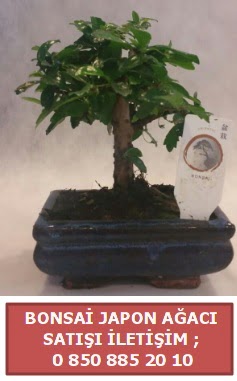 Japon aac minyar bonsai sat Ankara Kzlcahamam 14 ubat sevgililer gn iek 