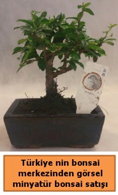 Japon aac bonsai sat ithal grsel Kzlcahamam cicek , cicekci 