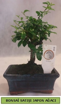 Minyatr bonsai aac sat Ankara Kzlcahamam cicekciler , cicek siparisi 