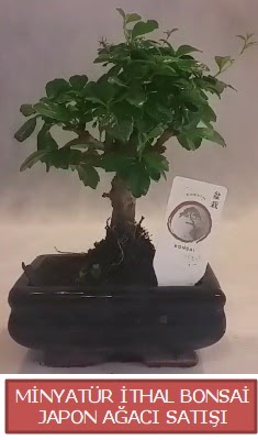 Kk grsel bonsai japon aac bitkisi Kzlcahamam anneler gn iek yolla 