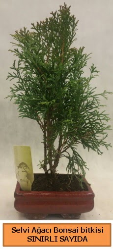 Selvi aac bonsai japon aac bitkisi Ankara Kzlcahamam 14 ubat sevgililer gn iek 