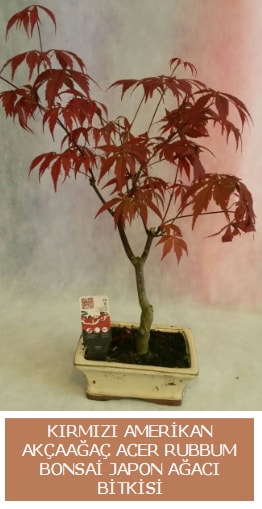 Amerikan akaaa Acer Rubrum bonsai Ankara Kzlcahamam iek yolla 