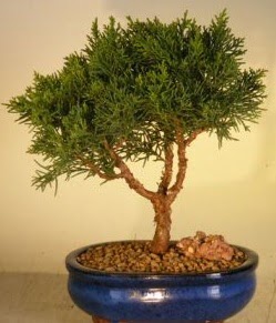 Servi am bonsai japon aac bitkisi Kzlcahamam cicek , cicekci 