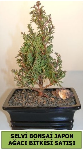 Selvi am japon aac bitkisi bonsai Kzlcahamam Ankara iek gnder uluslararas iek gnderme 