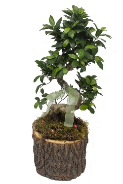 Doal ktkte bonsai saks bitkisi Kzlcahamam iek siparii vermek 