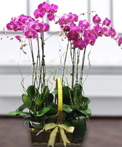 7 dall mor lila orkide Ankara Kzlcahamam online iek gnderme sipari 