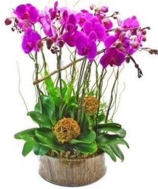Ahap ktkte lila mor orkide 8 li Ankara Kzlcahamam kaliteli taze ve ucuz iekler 
