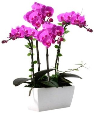 Seramik vazo ierisinde 4 dall mor orkide Ankara Kzlcahamam 14 ubat sevgililer gn iek 