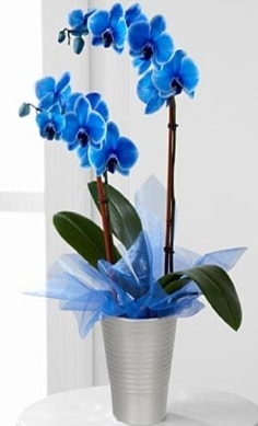 Seramik vazo ierisinde 2 dall mavi orkide Kzlcahamam anneler gn iek yolla 