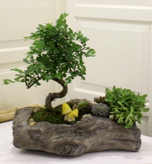 Aa ktk ierisinde bonsai ve sukulent Ankara Kzlcahamam online iek gnderme sipari 