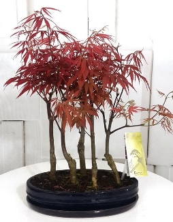 5 adet japon akaaa bonsai iei Ankara Kzlcahamam 14 ubat sevgililer gn iek 