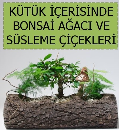Ktk ierisinde bonsai japon aa bitkisi Ankara Kzlcahamam 14 ubat sevgililer gn iek 