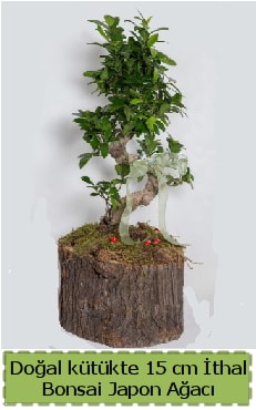 Doal ktkte thal bonsai japon aac Ankara Kzlcahamam cicekciler , cicek siparisi 