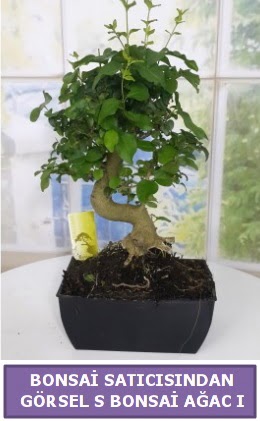 S dal erilii bonsai japon aac Ankara Kzlcahamam 14 ubat sevgililer gn iek 