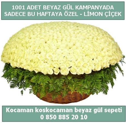 1001 adet beyaz gl sepeti zel kampanyada Ankara Kzlcahamam online iek gnderme sipari 