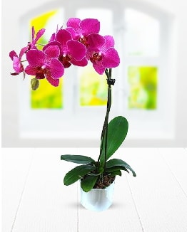 Tek dall mor orkide Ankara Kzlcahamam 14 ubat sevgililer gn iek 