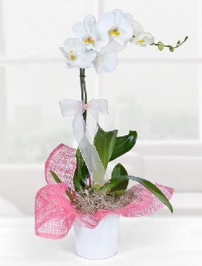 Tek dall beyaz orkide seramik saksda Ankara Kzlcahamam cicekciler , cicek siparisi 