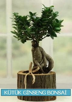Ktk aa ierisinde ginseng bonsai Ankara Kzlcahamam online iek gnderme sipari 
