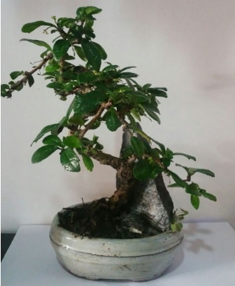 S eklinde ithal bonsai aac Kzlcahamam cicek , cicekci 