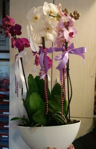 Mor ve beyaz ve pembe 6 dall orkide Kzlcahamam Ankara hediye sevgilime hediye iek 