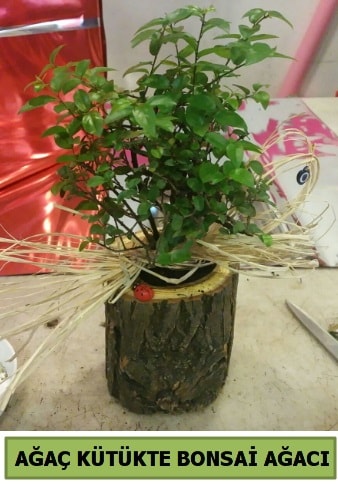Doal aa ktk ierisinde bonsai aac Ankara Kzlcahamam online iek gnderme sipari 